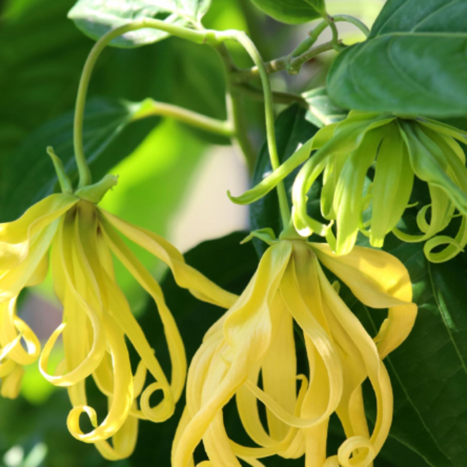 BLUMIGE I SANFTE NATURSEIFEN - Studio C